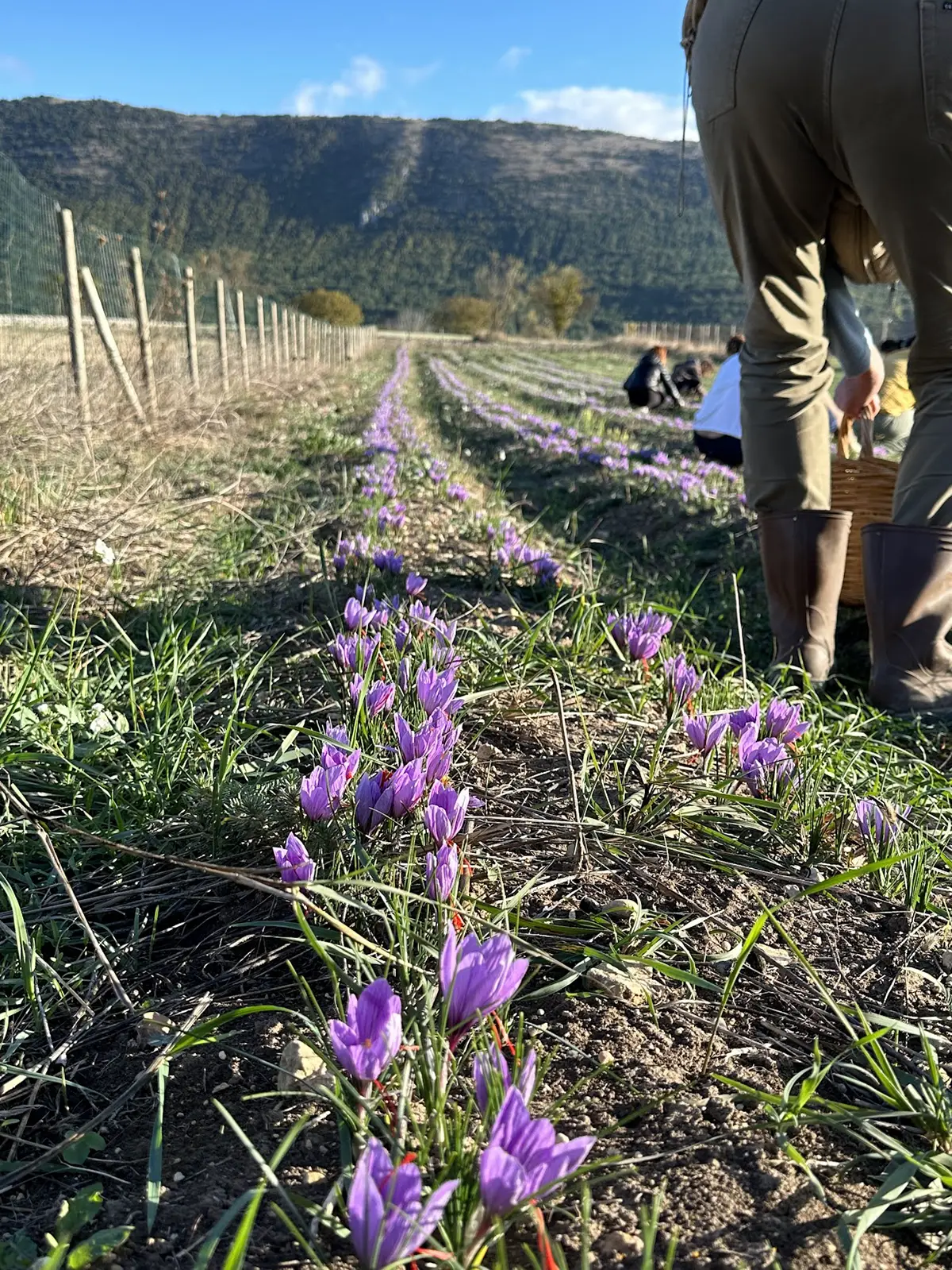 Raccolta dello zafferano Piana di Navelli