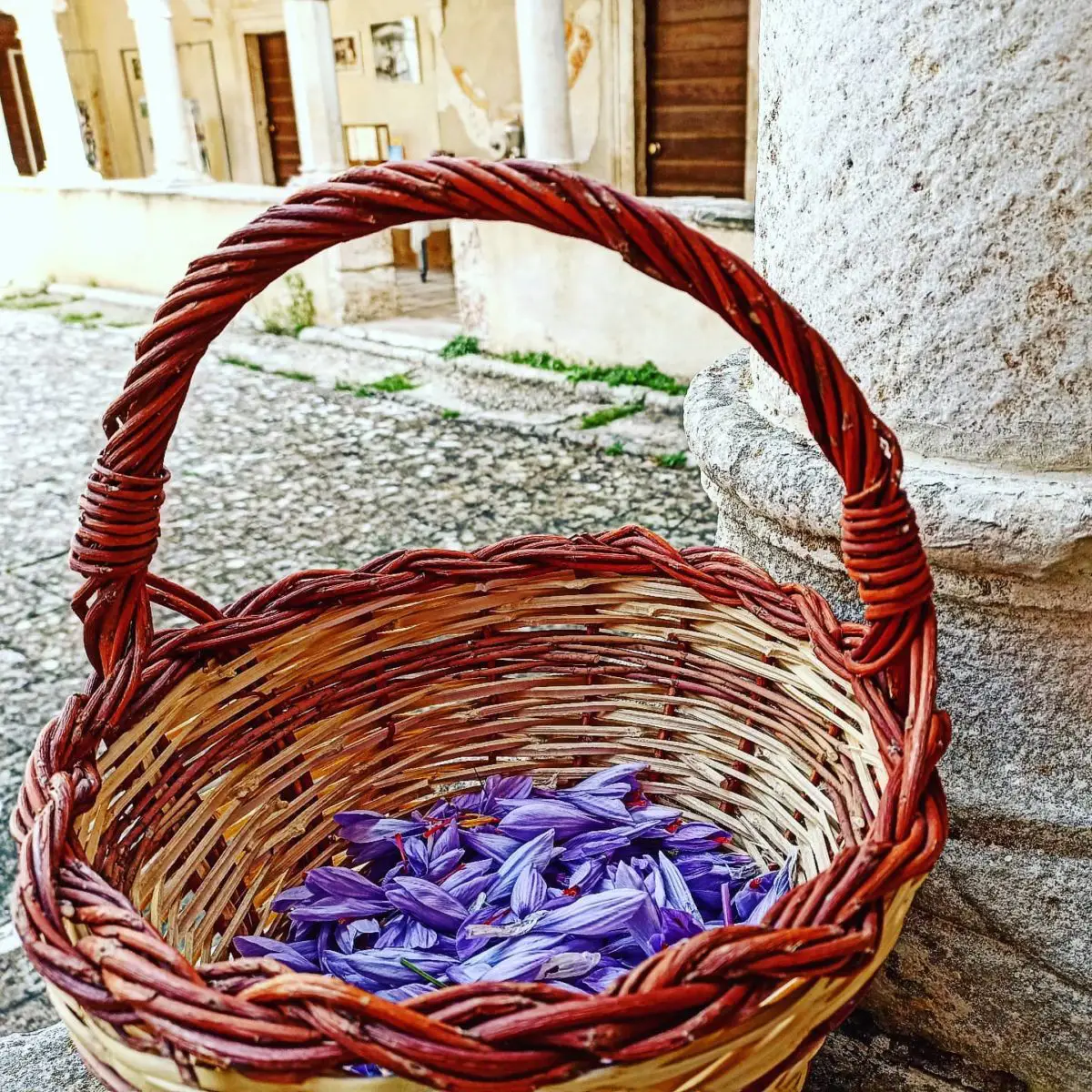 Raccolta dello zafferano Piana di Navelli