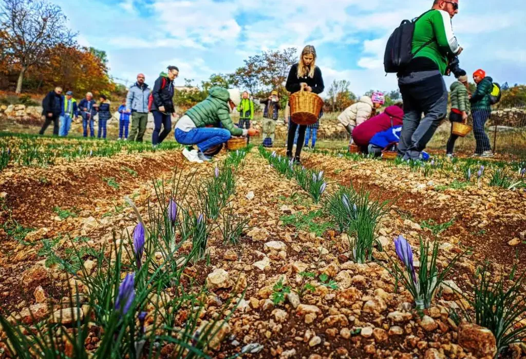 Raccolta dello zafferano Piana di Navelli