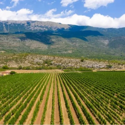 Cataldi Madonna Vigna